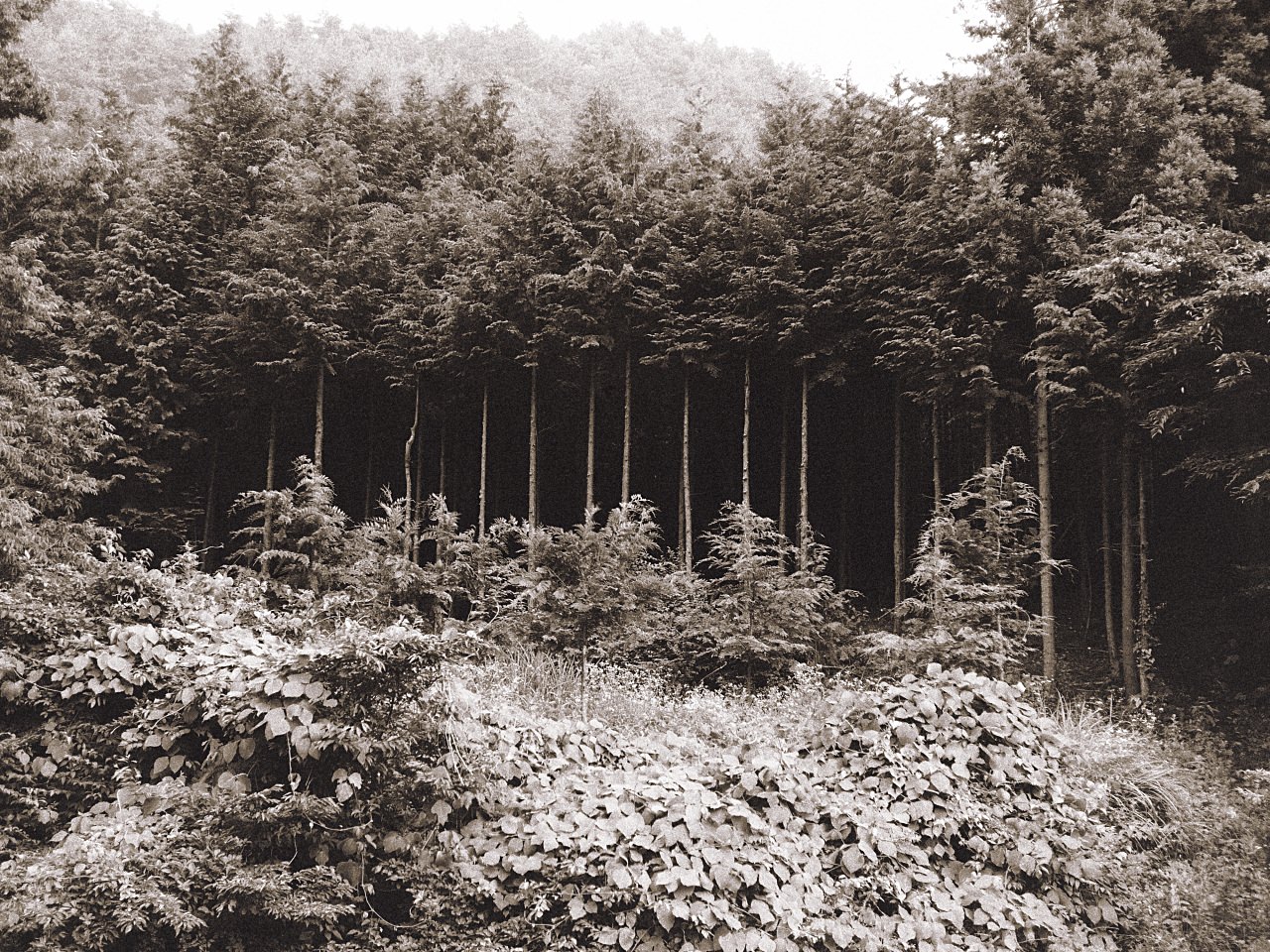 Image of Organiee Closed Beta (Free Download)